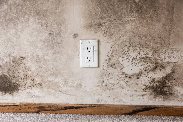 Best Indoor Air Quality Assessment  in Kings Beach, CA